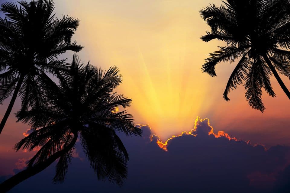 Tropischer Strand mit Palmensilhouetten bei Sonnenuntergang