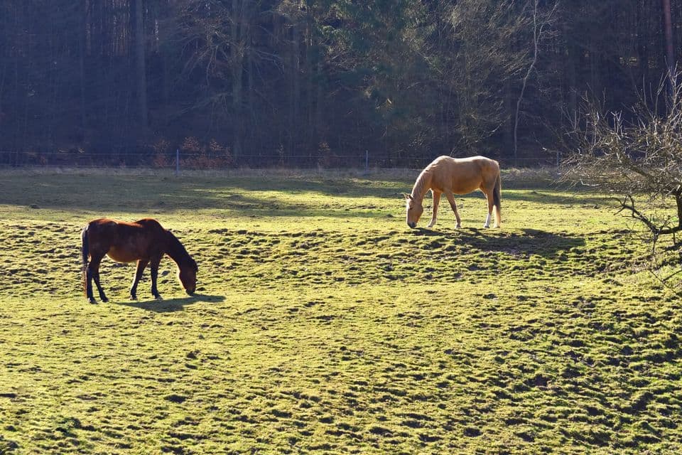 Pferde auf einer Koppel