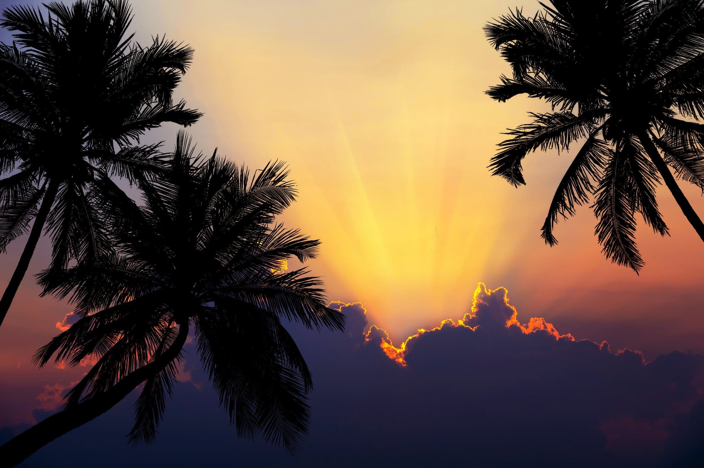 Tropischer Strand mit Palmensilhouetten bei Sonnenuntergang