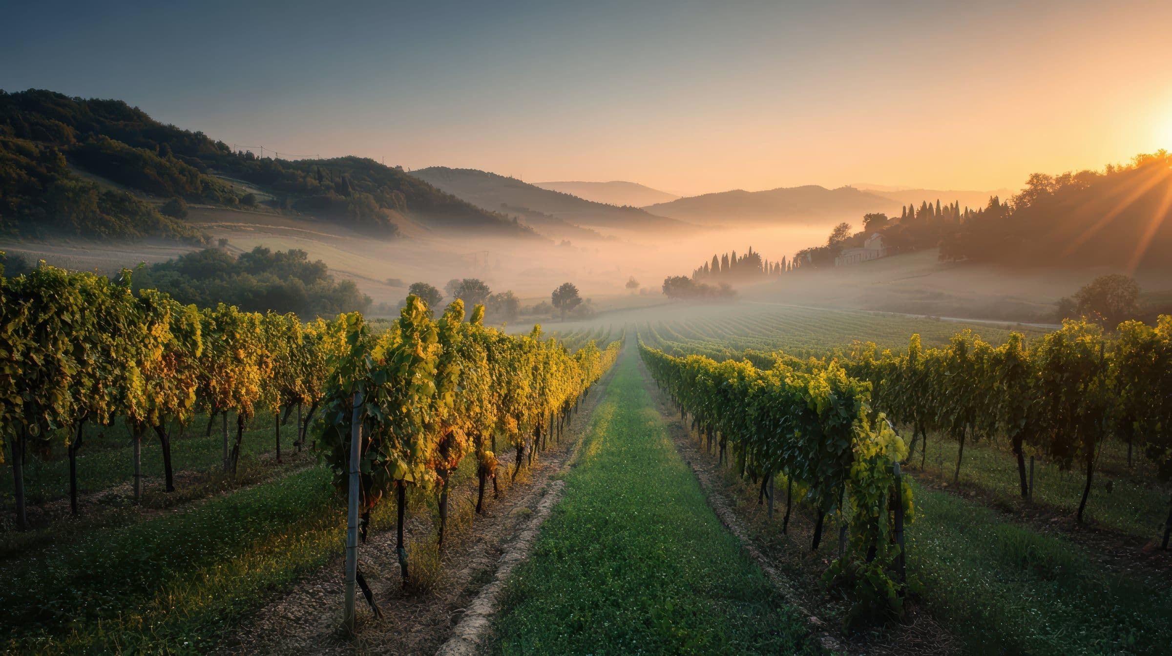 Weinbergterrassen im Flusstal, Morgennebel über den Reihen